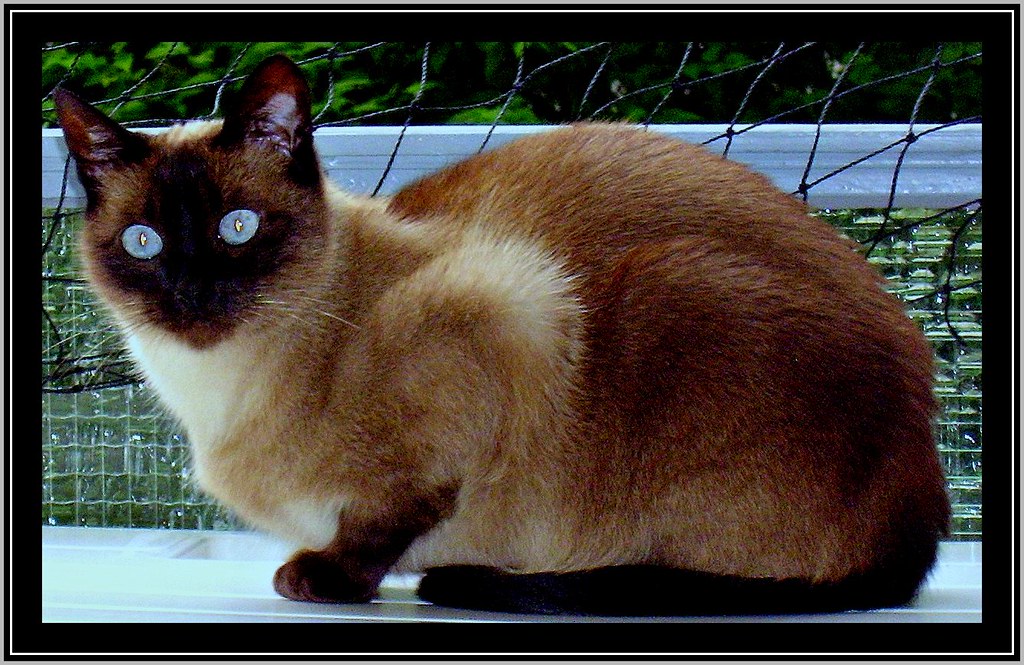 freche siamkatze barefacedly siamese cat → siehe