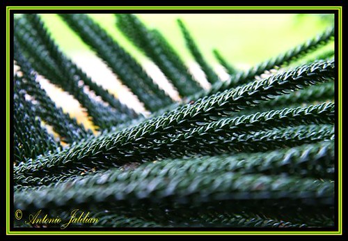 Pine Smell Antonio jalilian Flickr