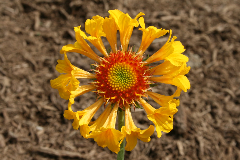 Gaillardia Commotion Moxie My Garden (May 19, 2011) Flickr