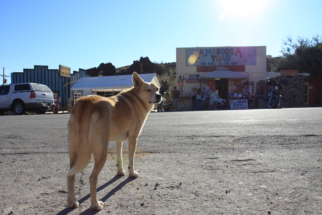 Oatman AZ Dog Shaan Hurley Flickr