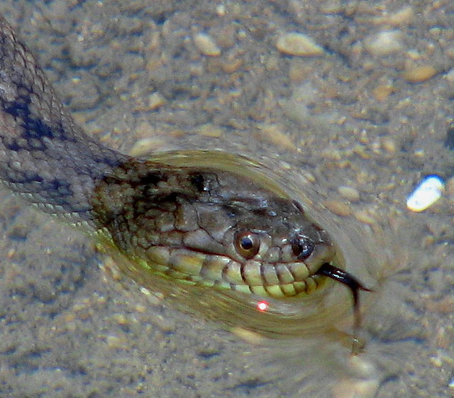 The Water Snake Up Close This Diamondback Water Snake is n… Flickr