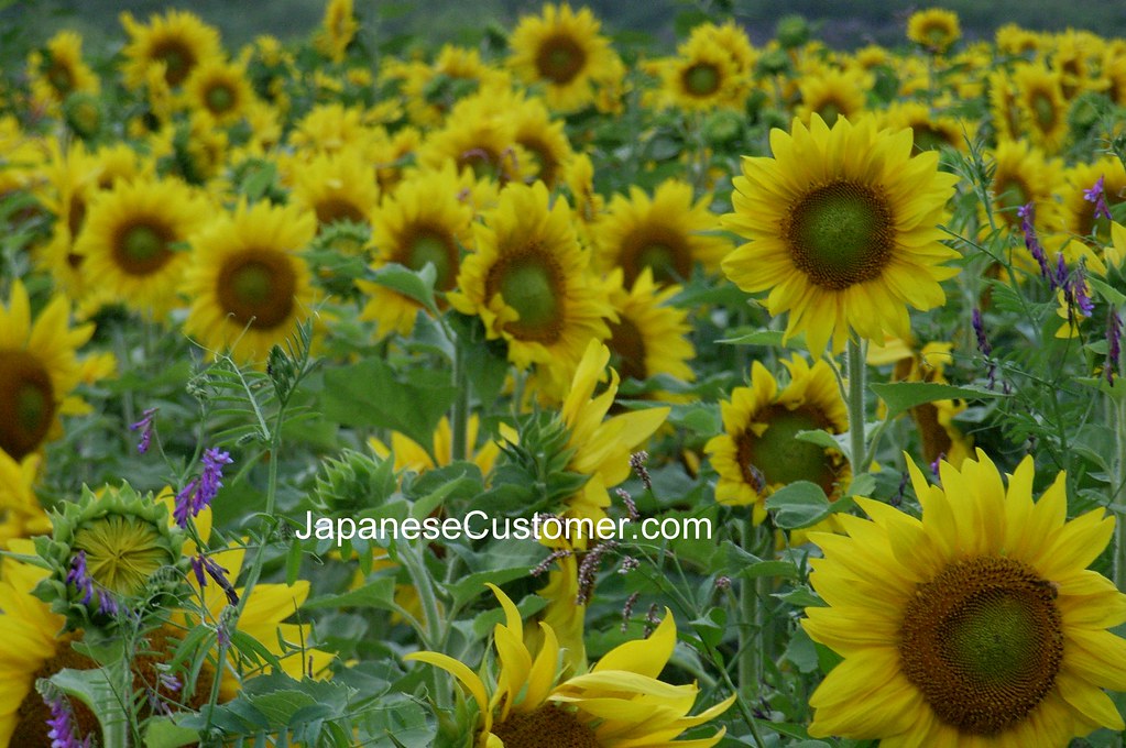 sunflowers in Hokkaido Japanese Customer Flickr