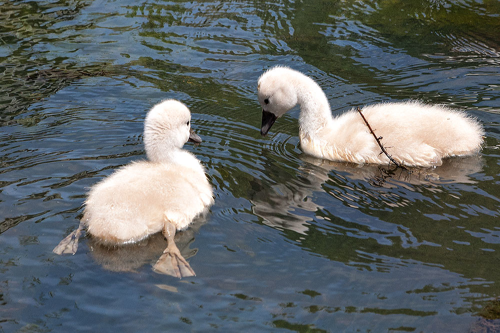 Baby Swans Scheming I don't even know what baby swans are … Flickr