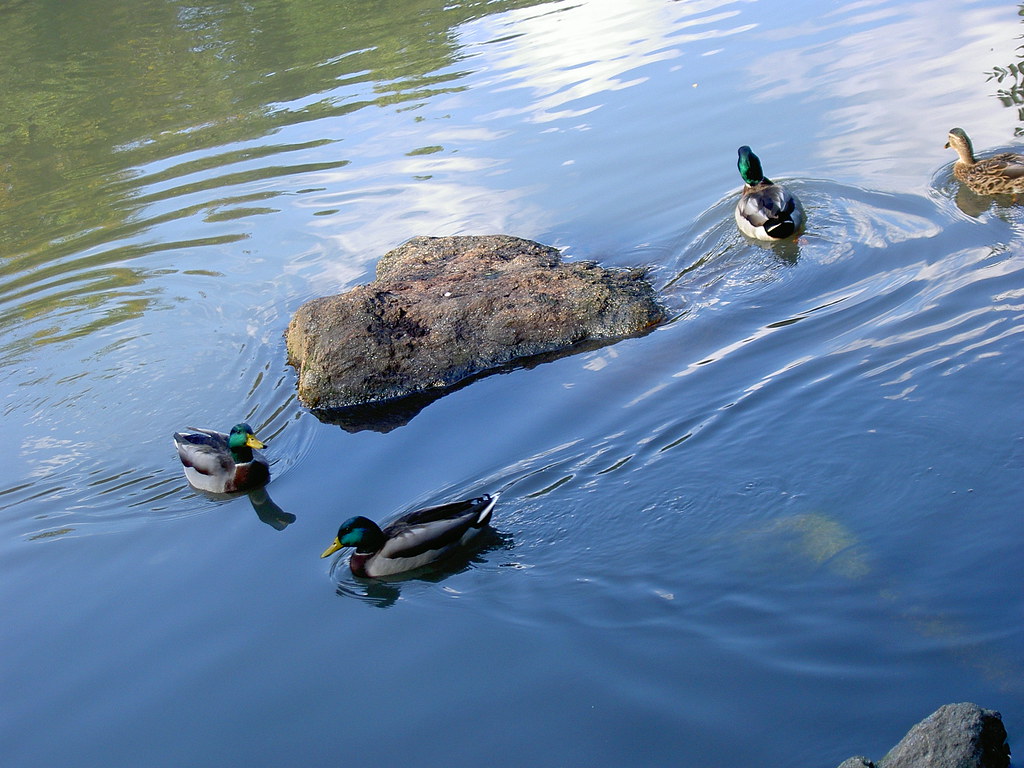 Central Park Ducks NYC Manhattan Central Park lake ducks Anthony