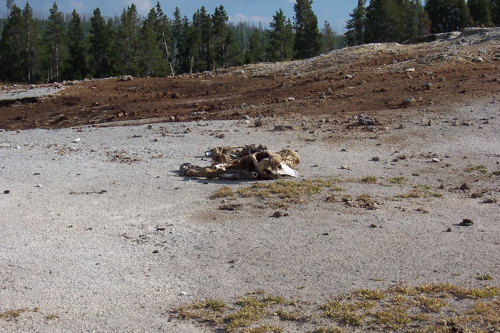 Dead Bison This rotting bison skeleton was on the far slop… Flickr