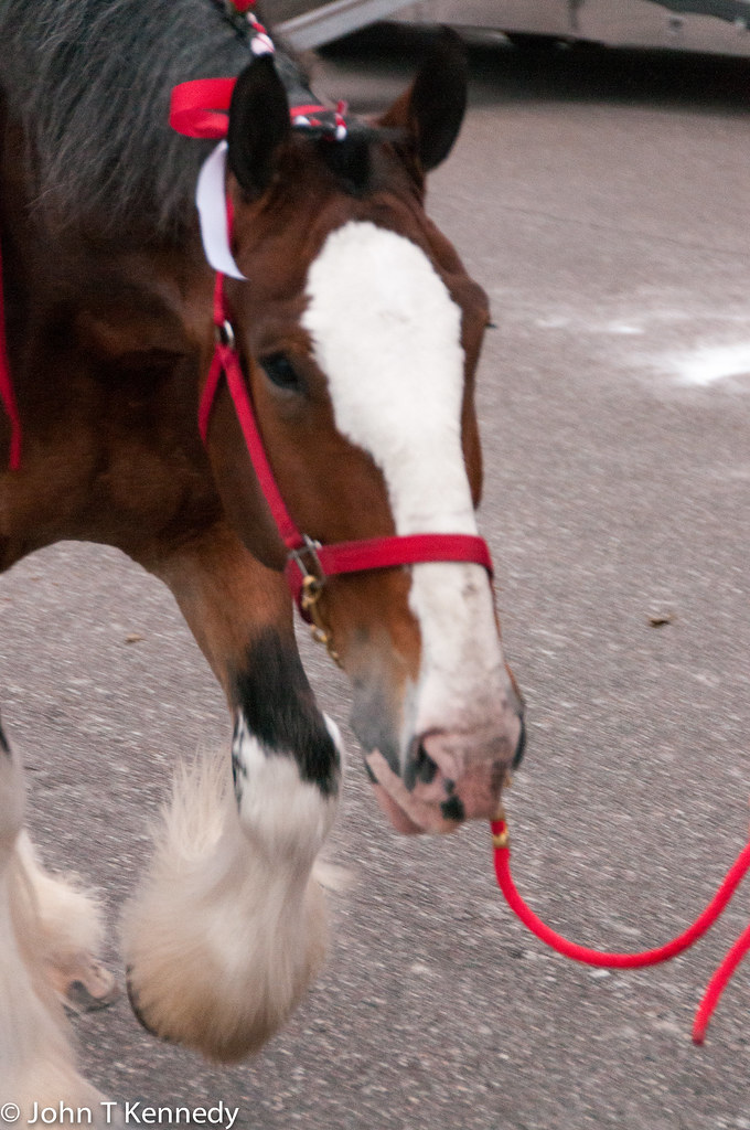 Clydesdales Jacksonville, Fl 2014 Flickr