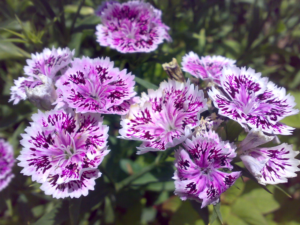 My Flowers... Flickr