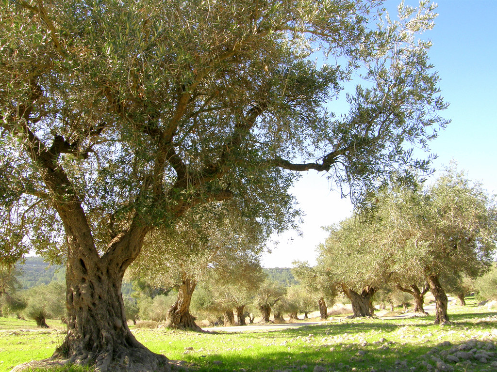 olive trees olive trees around Bet Gemal monastery drora Flickr