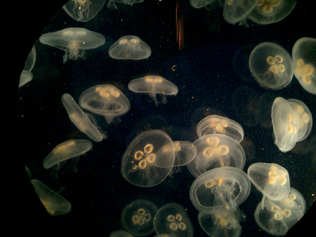 Jelly Fish New Orleans Aquarium Earl Underwood, Jr. Flickr