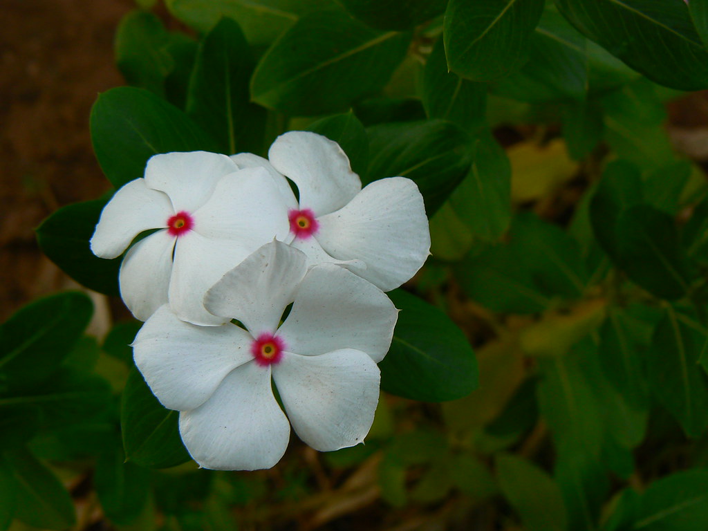 Nayantara (Bengali নযনতারা) a photo on Flickriver