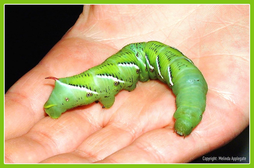 On Black Tobacco / Tomato Horn Worm, a Big Green Caterpillar by Melbie