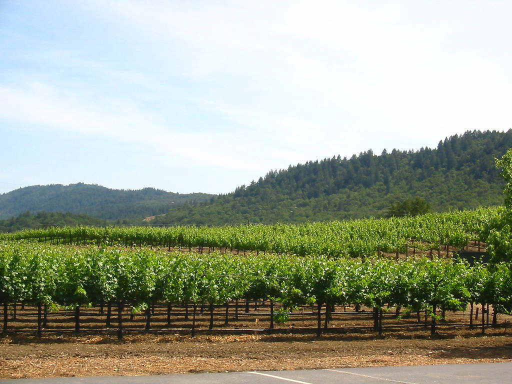 NY, Cali, Date 048 Rubicon Vineyard millsmilkshake Flickr