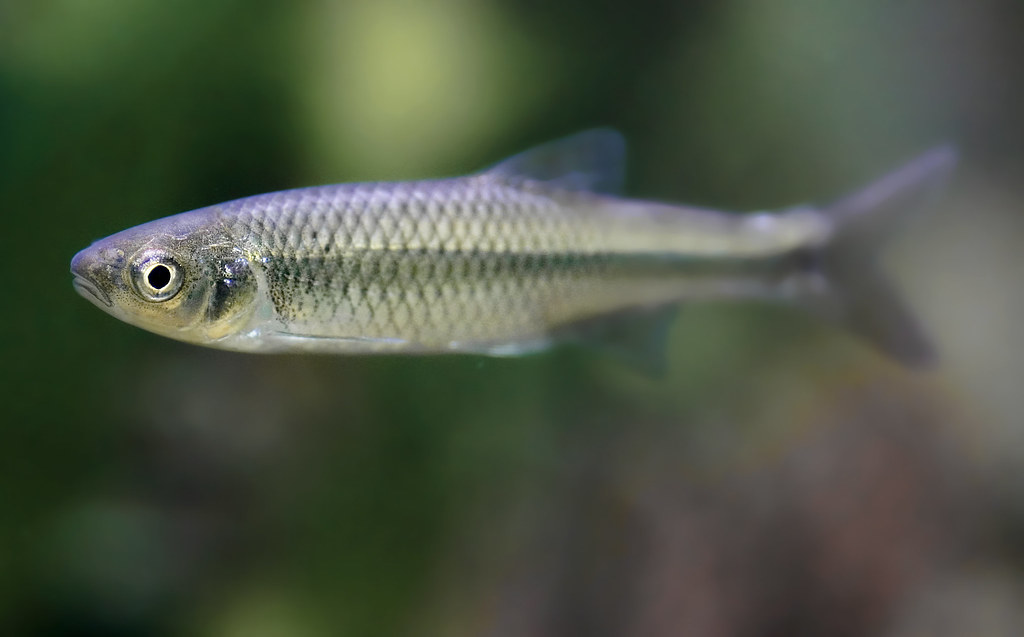 Spotfin Shiner Brian Gratwicke Flickr