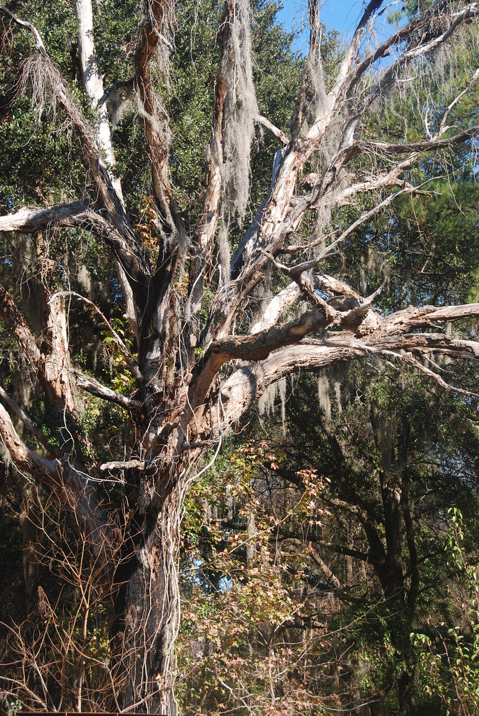 Bluffton SC Jan 08 (35) william1139 Flickr