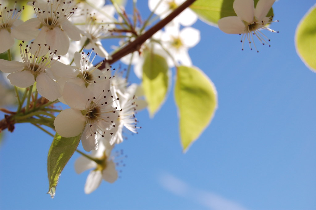 Spring Blossoms Outside My Door Spring is my favorite seas… Flickr