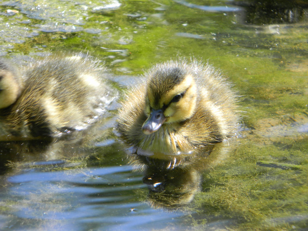 Picture 117 Gary West Flickr