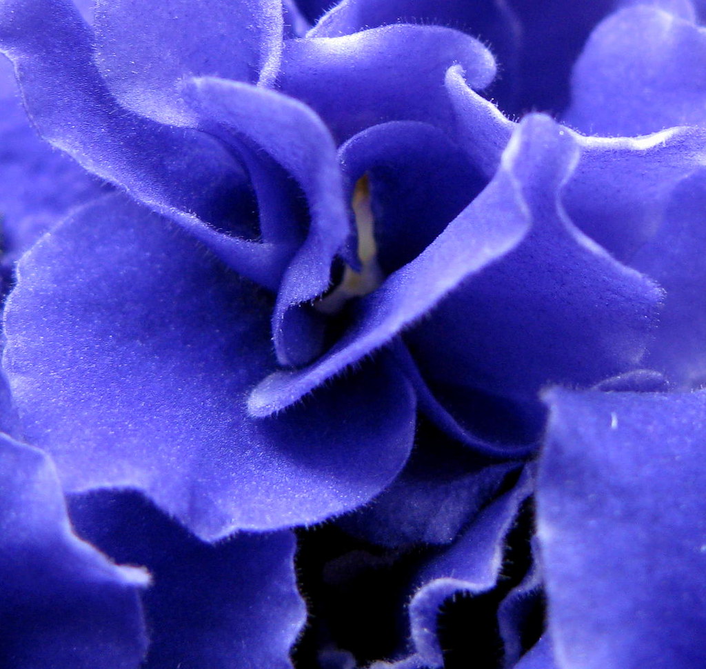 Velvet Petals Each petals is so soft & sensual. Kerri Lynn Flickr