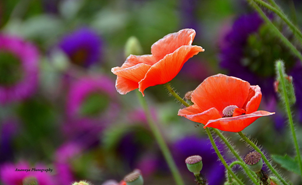 The lovely flowers embarrass me, They make me regret I am … Flickr