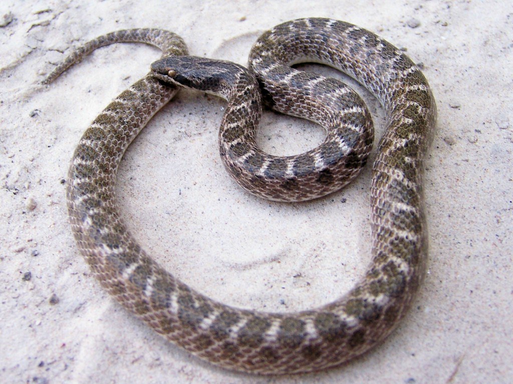 Texas Night Snake (Hypsiglena torquata jani), adult a photo on Flickriver