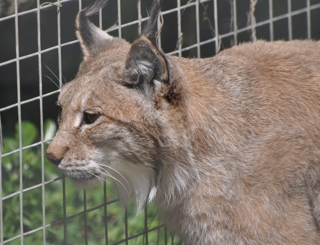 Lynx close A closeup of the lynx at Shepreth Wildlife Park… Neil McIntosh Flickr