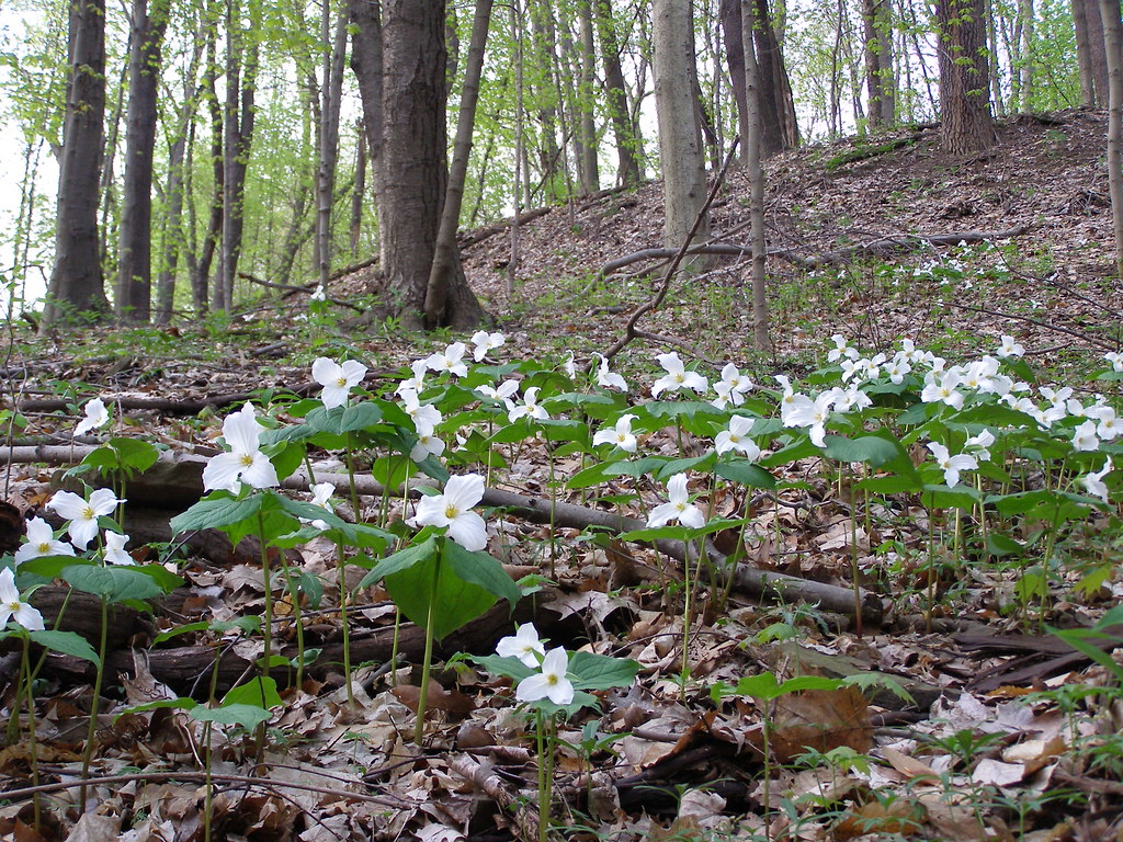 Pittsburgh PA Trilliums Glass Run Road Baldwin. It's n… Flickr