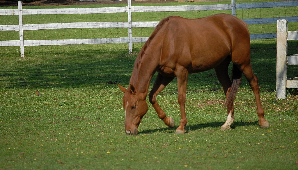 Colts Neck NJ Beautiful horse on farm Colts Neck, New Jers… Flickr