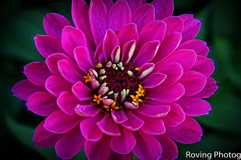Zinnia Taken in Winooski, Vermont, USA Robert Magina Flickr