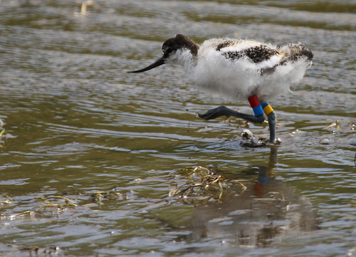 Avocet (Recurvirostra avosetta) chick Dave Flickr