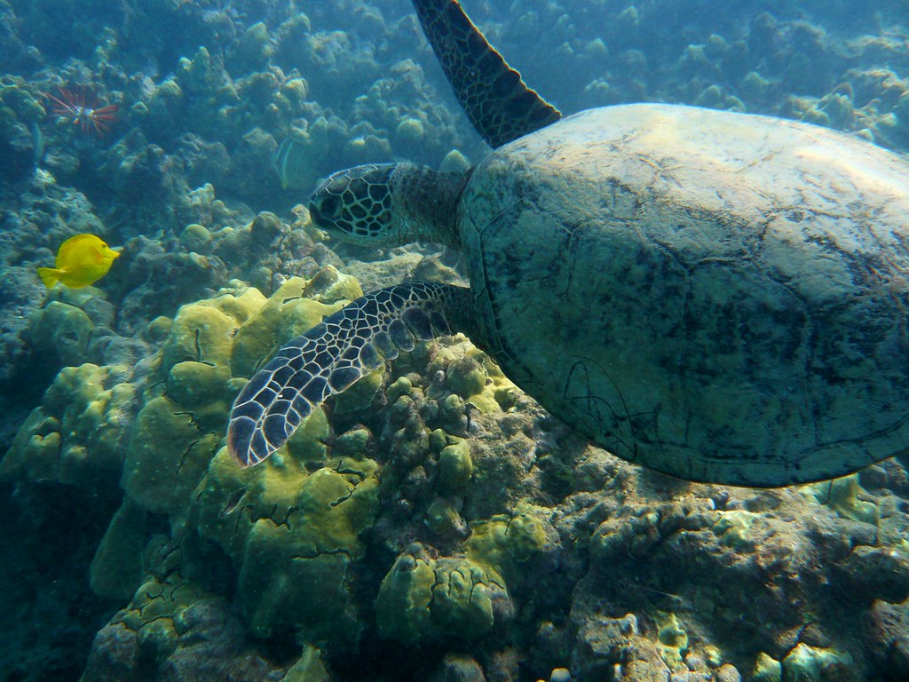 Speeding on Yellow Trafic Light Hawaiian green sea turtle.… Flickr
