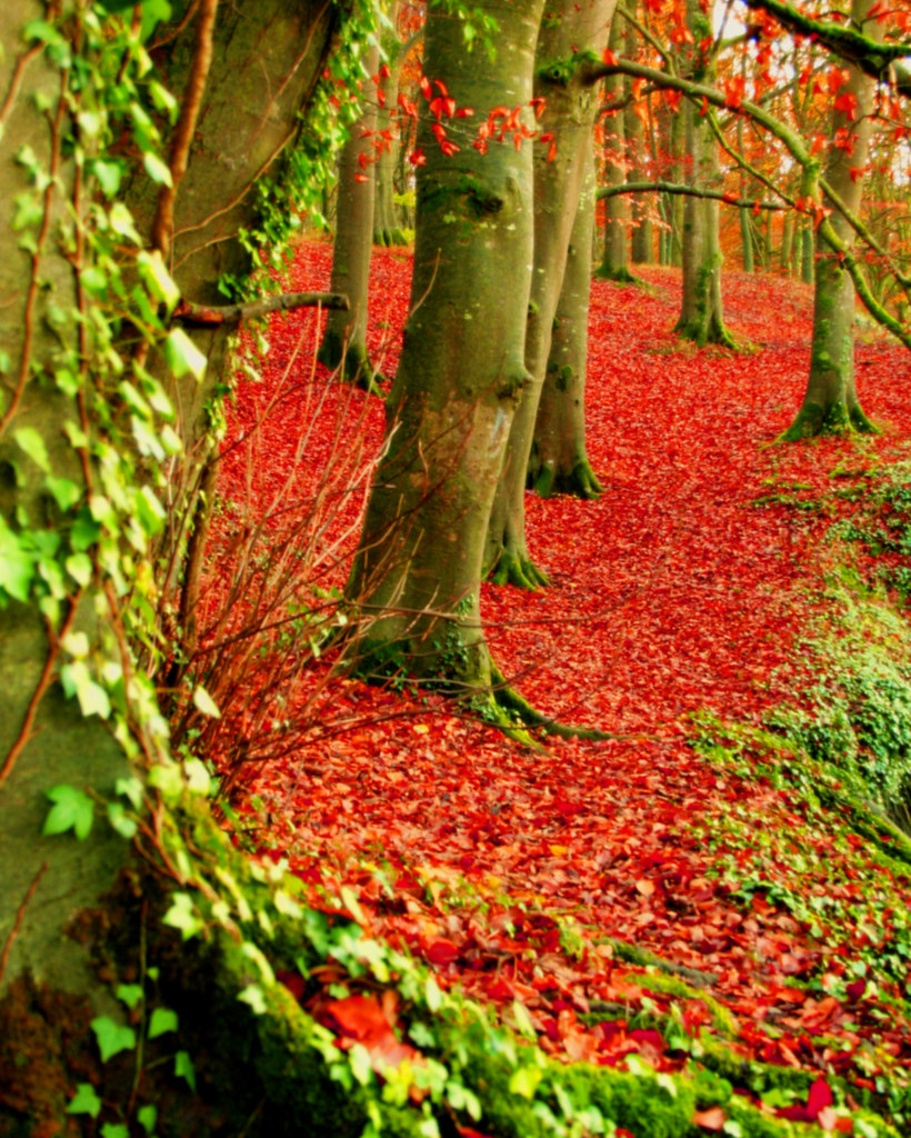 AUTUMN IN IRELAND A wood in autumn. Do not use this image … Flickr