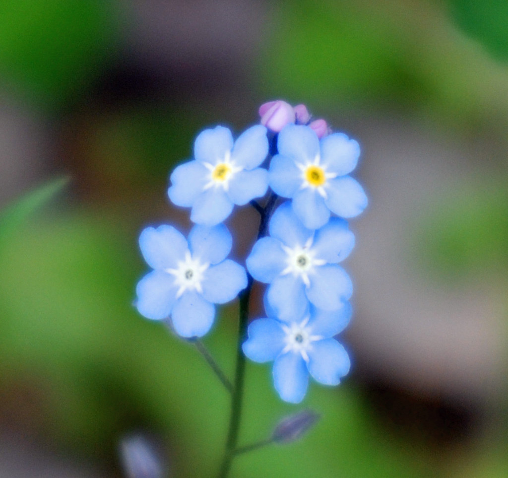 Alaska State Flower our State… Flickr