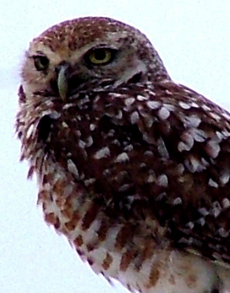 Little Owl Burrowing Owl in Cape Coral Florida Jim Sugrue Flickr