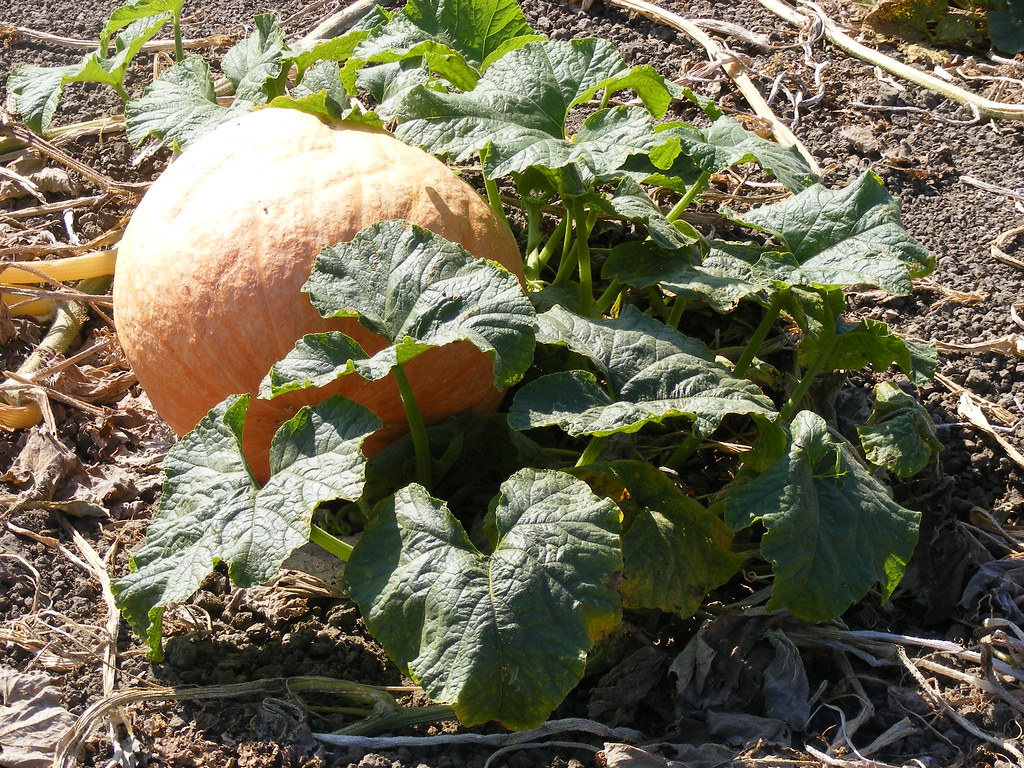Pumpkin Farm Ventura, CA 102608 deestbie Flickr
