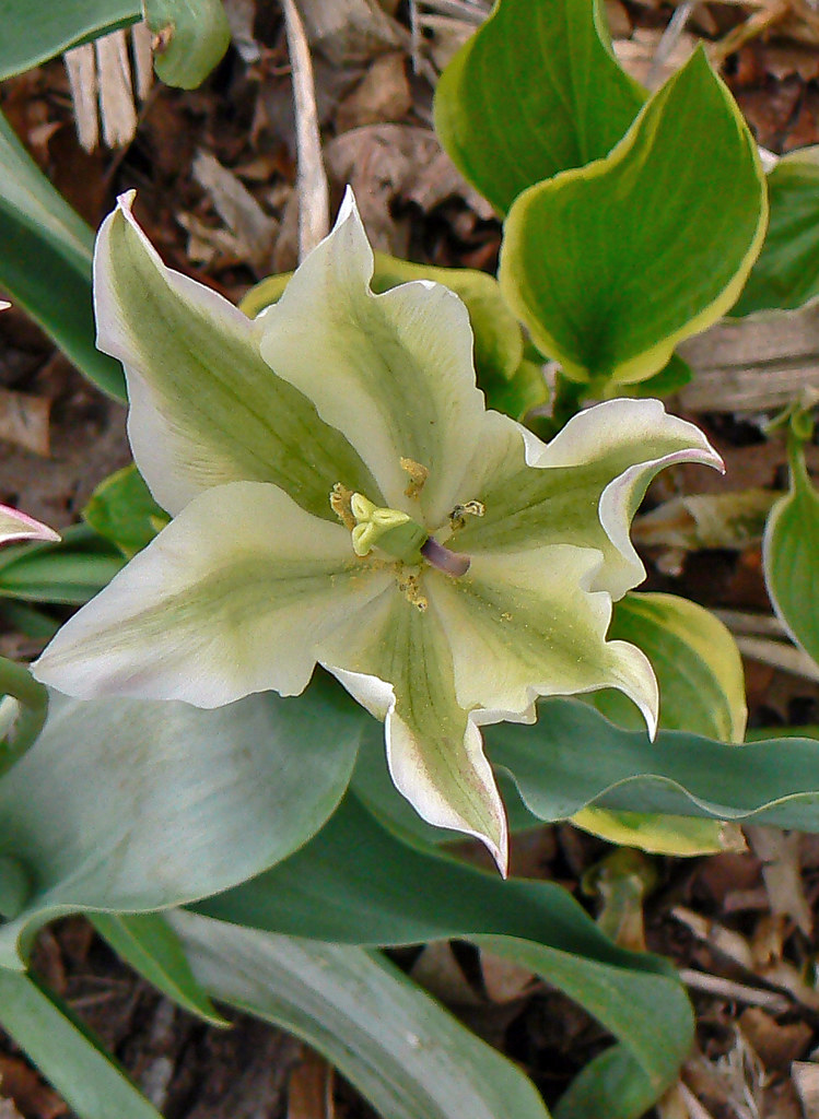 Green Star Allen Hall; Green Star Tulip yuan2003 Flickr