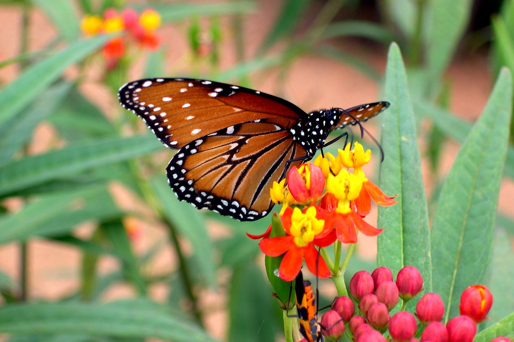 butterfly Butterfly garden. Taken somewhere in Texas. SGillard Flickr