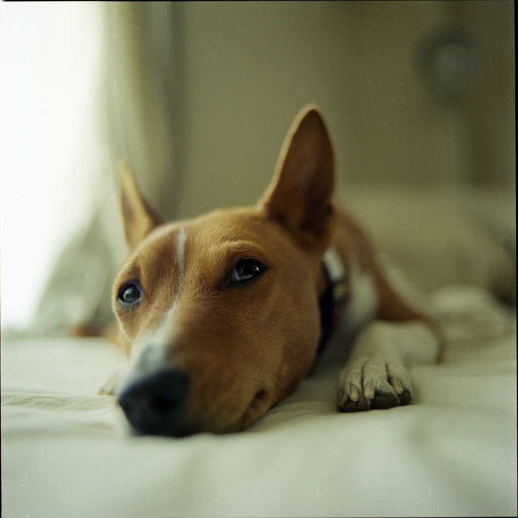 hm? ;) Simon is a Basenji. "The Basenji is a breed of