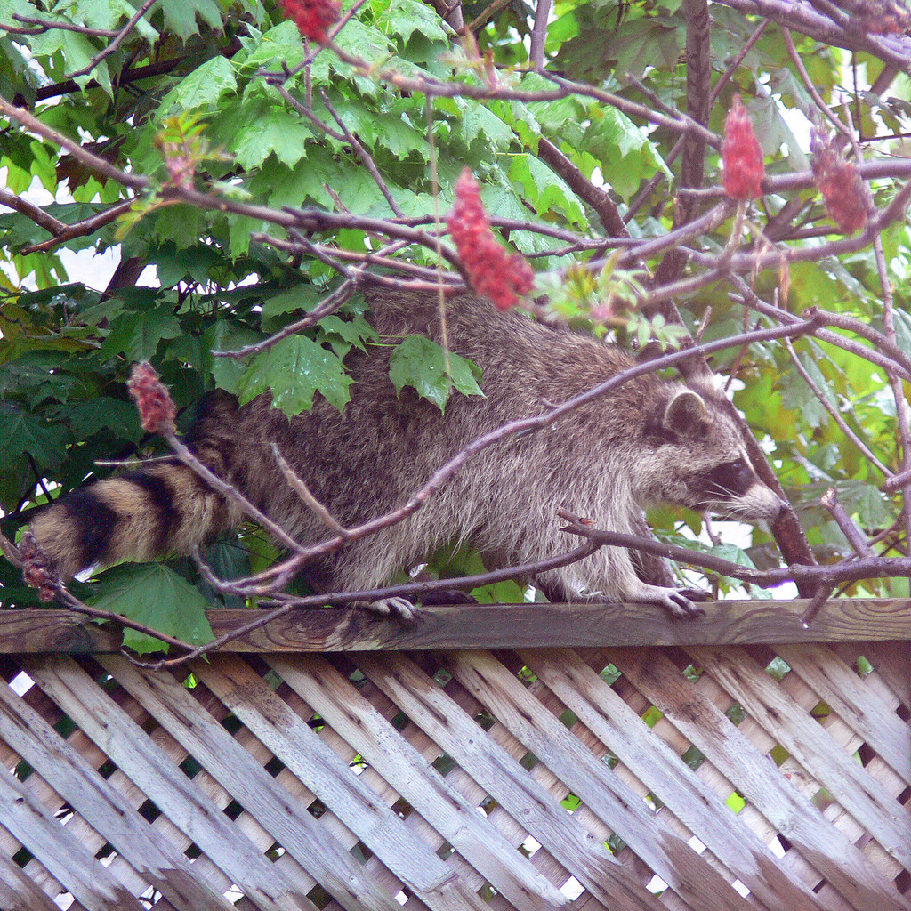 Raccoon on the Back Fence Highway This wet raccoon decided… Flickr