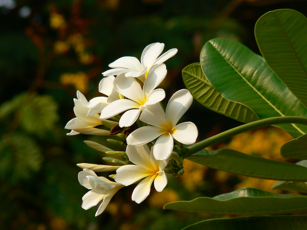 Suche Botanical name Plumeria obtusa [ (plooMEEReeuh… Flickr