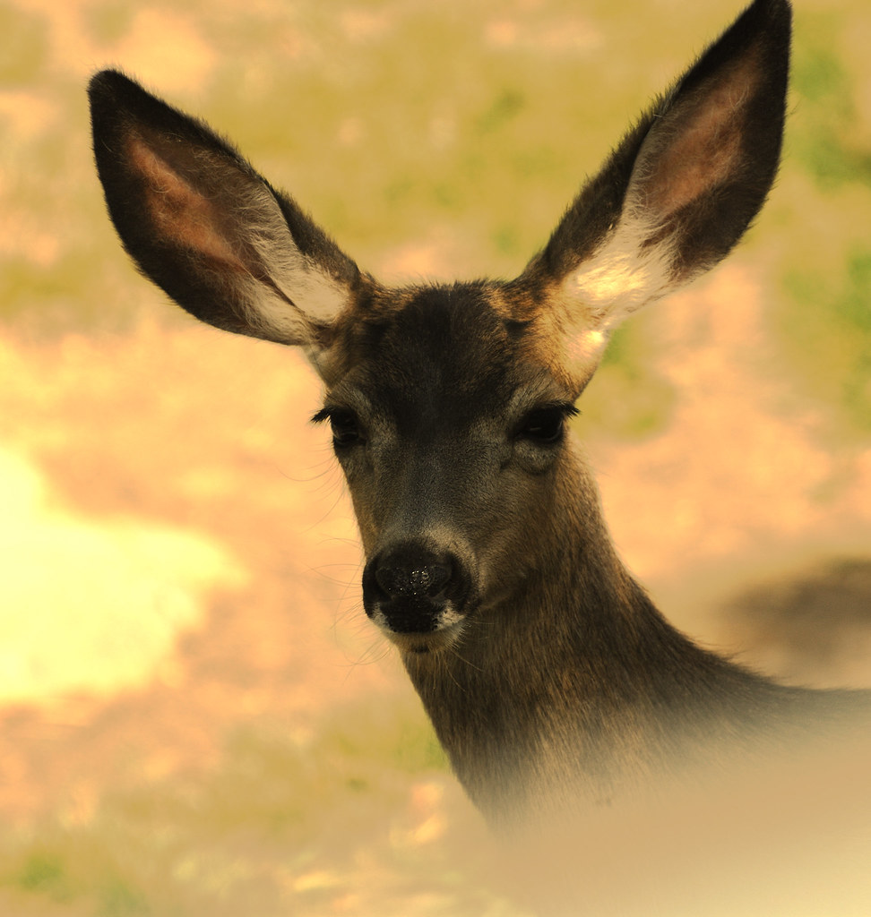 Deer in the Headlights Thanks for taking this to 51 in Ex… Flickr