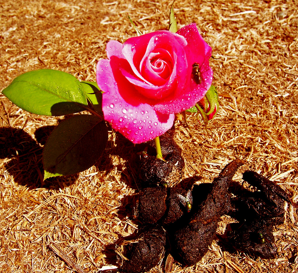 smells like roses! For Thematorium 6 Opposites Attract W… Flickr