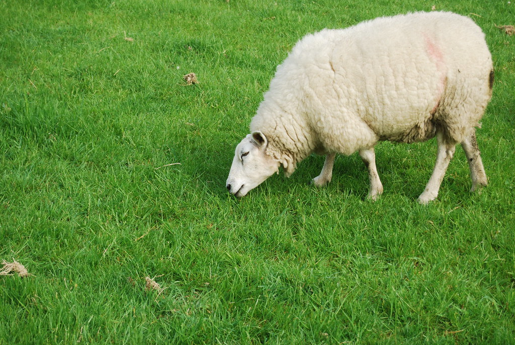 Sheep Grazing A Sheep grazing peacefully in a field. Tom Baran Flickr