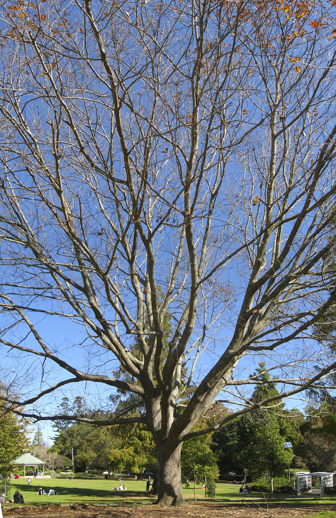 large tree in the park Canon G7 vertical panorama stitched… Flickr