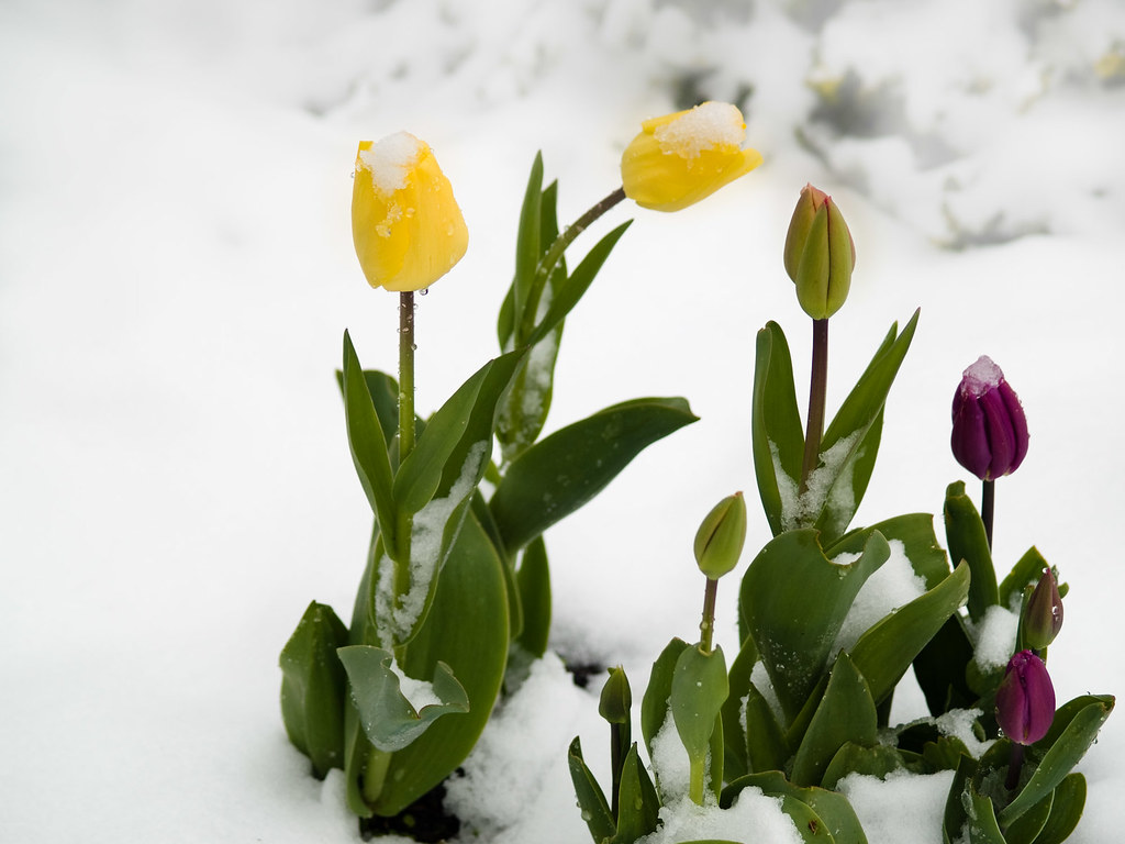 Snowy Tulips Victoria, BC received 6 cm of snow on April 1… Flickr