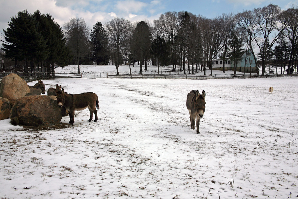 Alstede Farm Chester, NJ Locted on the old Route 24 just w… Flickr