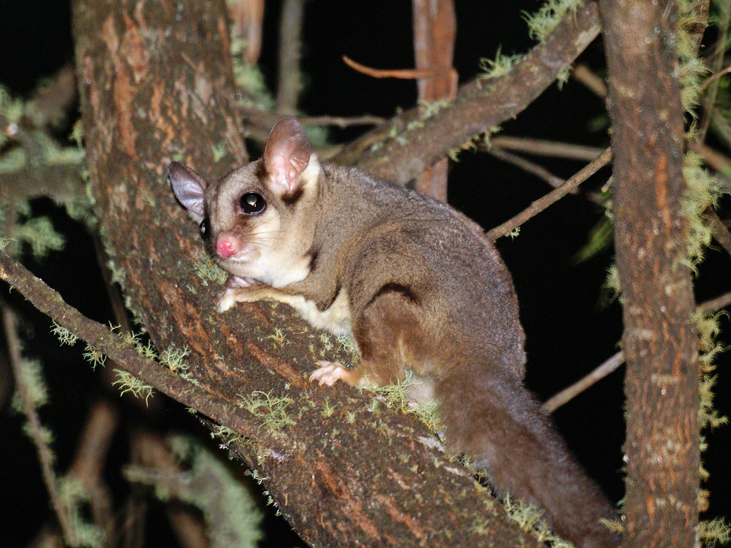 Sugar Glider (Petaurus breviceps) Rocky Hall, NSW, Austral… Flickr
