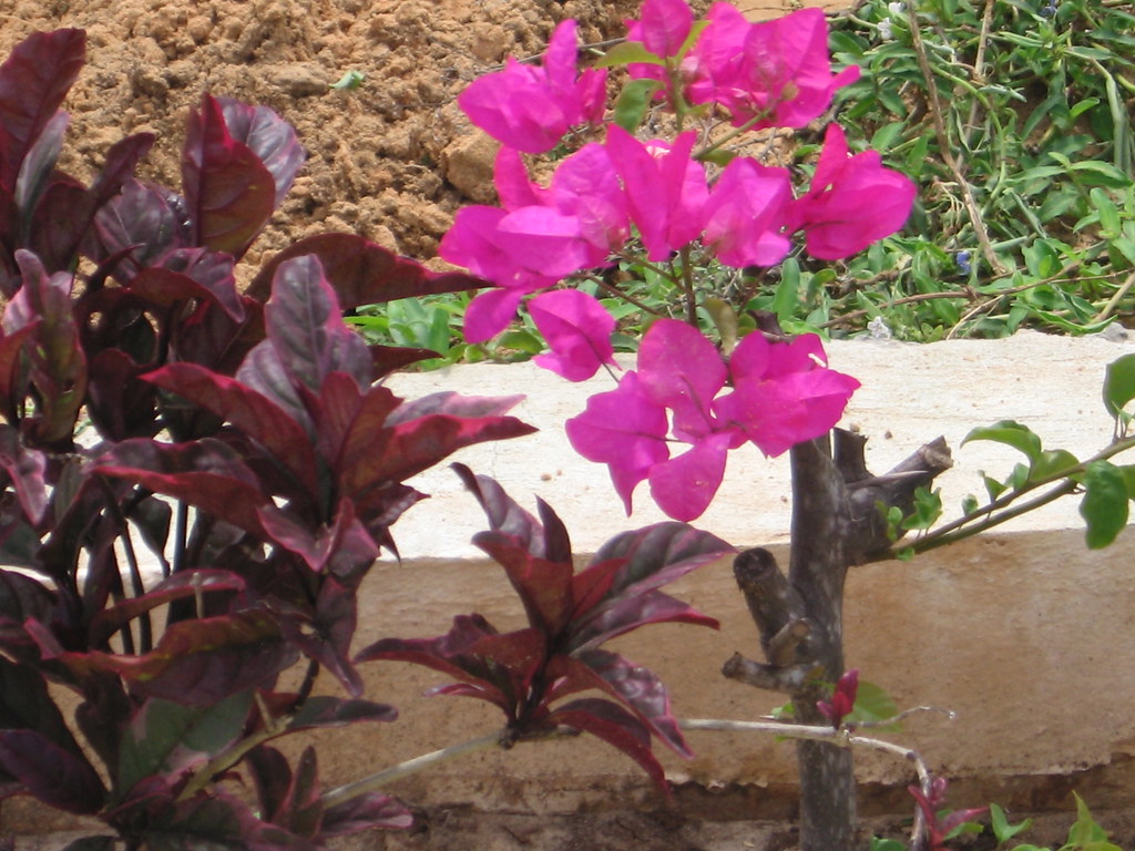 BOGANVILLEA FLOWER, TVG, SOMALIA MOHAMED JESOW Flickr