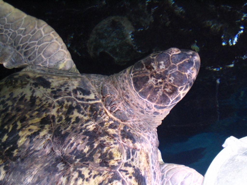 Boston Pictures 019 Turtle at the aquarium David Redden Flickr