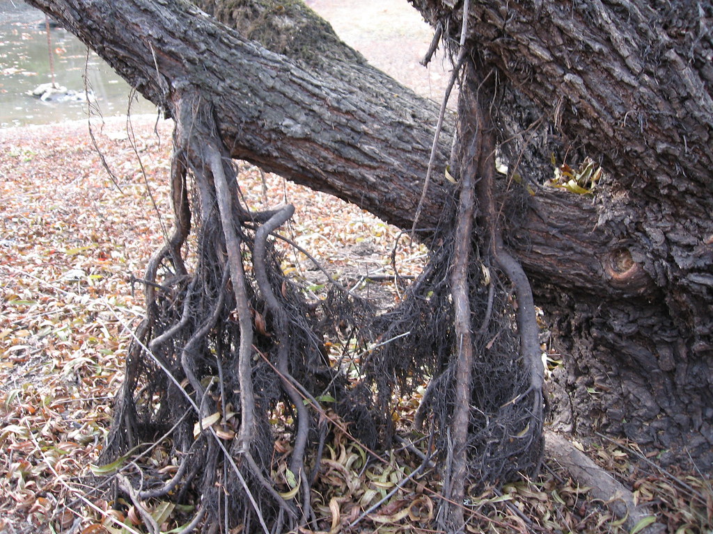 Willow roots When the pond fills up for the winter the wil… Flickr