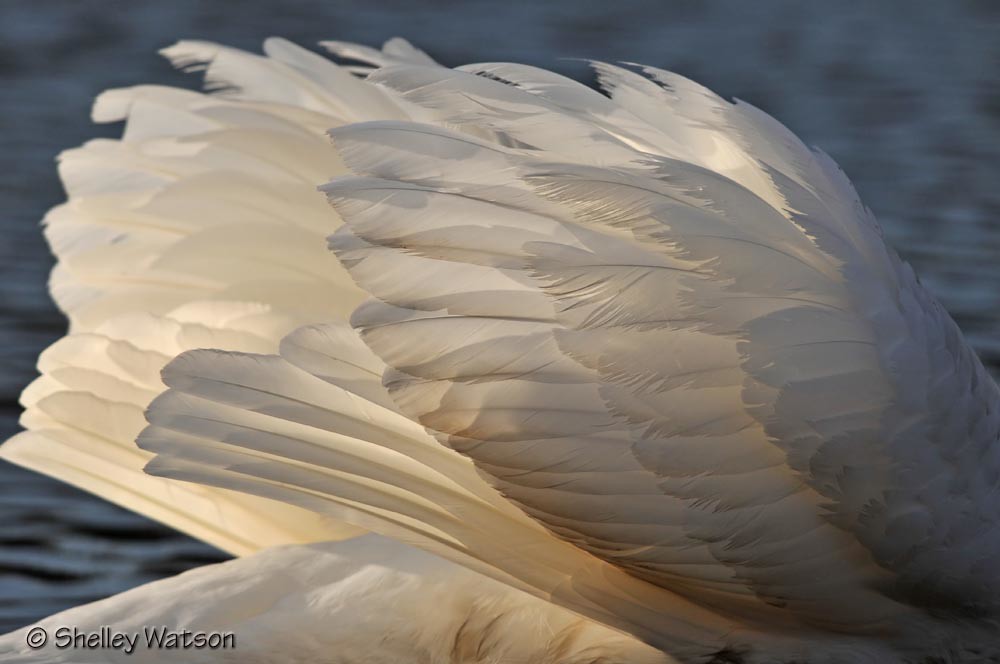 Wings of an angel backlit mute swan wings Shelley Watson Flickr