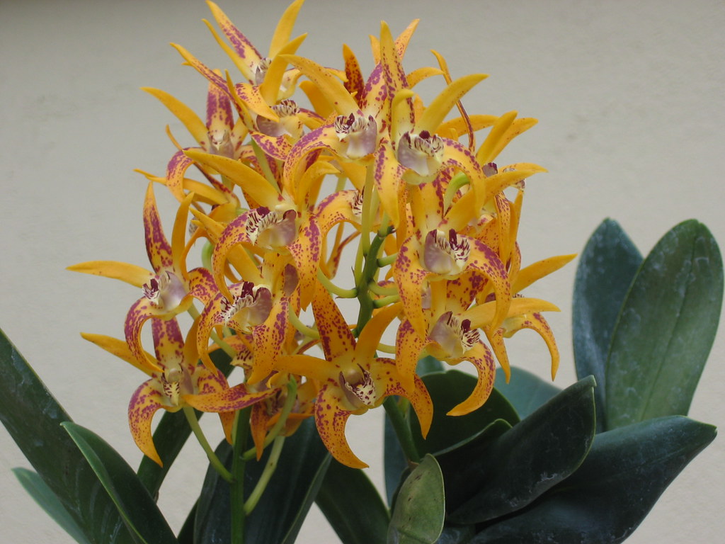 Orchids Grown Outdoors in S. California Flickr